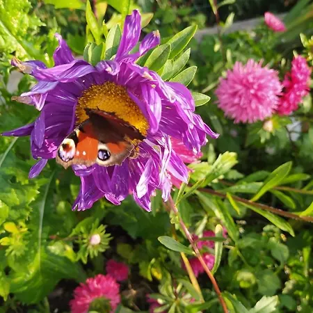 U Ani בית חווה Worplawki